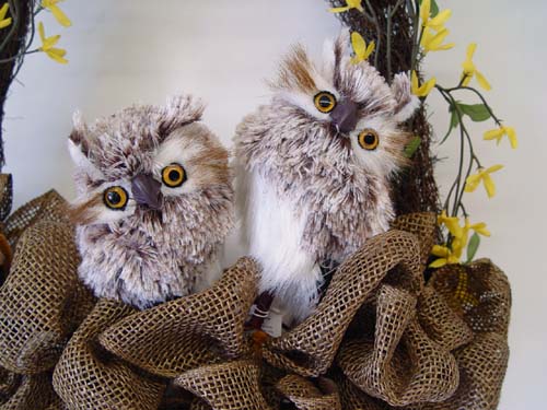 New Feathered Owls from RAZ