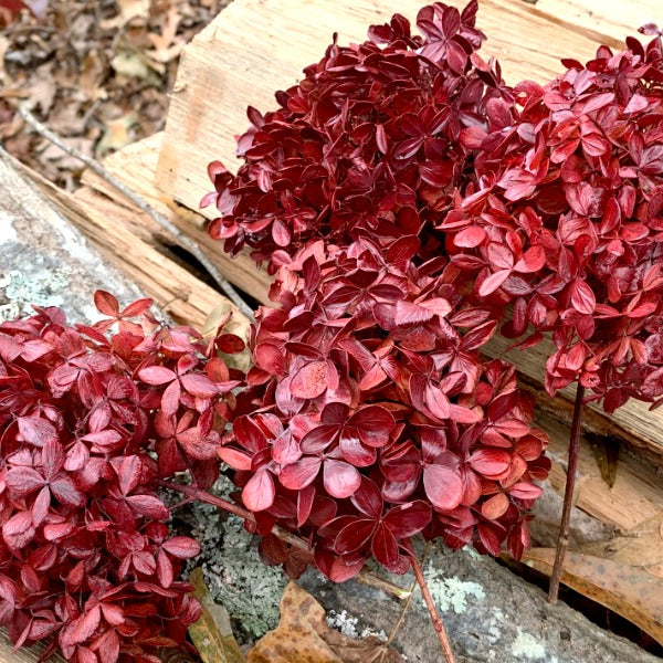 Dried Hydrangeas for the Christmas Tree