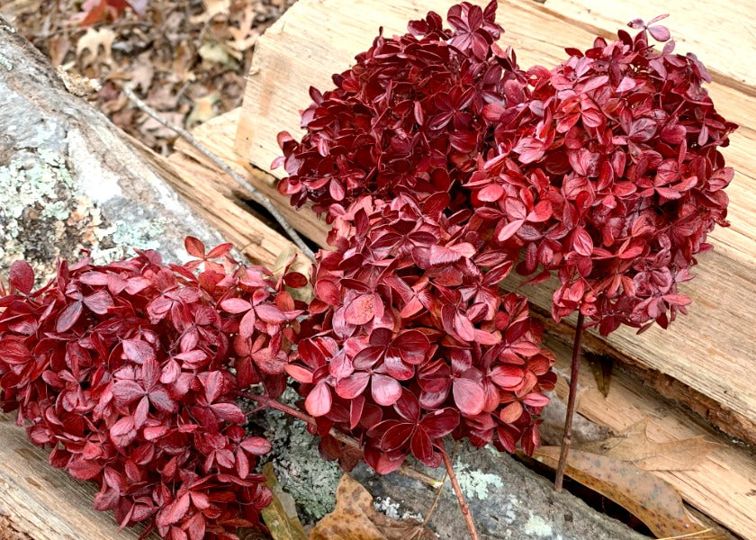 Dried Hydrangeas for the Christmas Tree