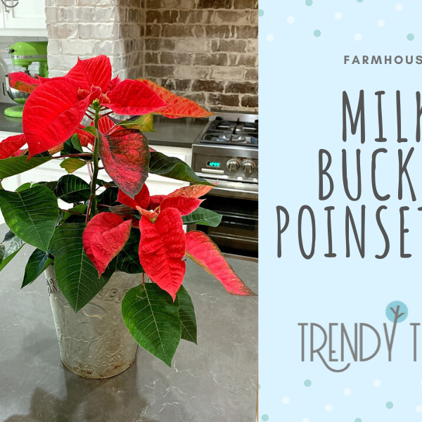 Farmhouse Milk Bucket Poinsettia