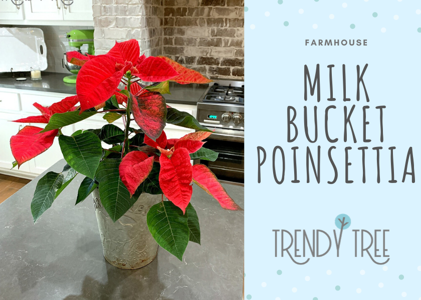 Farmhouse Milk Bucket Poinsettia