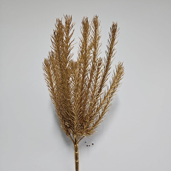 A golden, fan-shaped sea fan coral with thin branches, reminiscent of the 16" Gold Christmas Salix 83552-GOLD, is beautifully displayed against a plain light gray background.