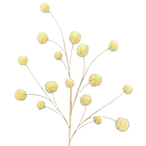 beige snowball allium spray