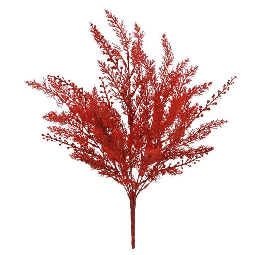 red cypress glitter bush