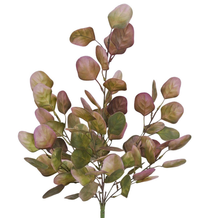 purple green eucalyptus bush