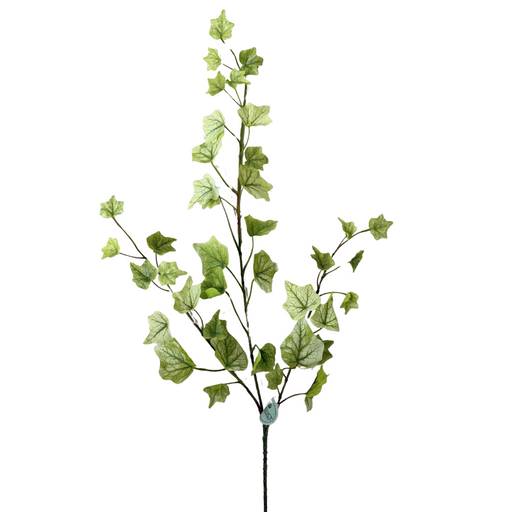 The 25 Yellow and Green Lemon Lime English Ivy Spray MTF24584 stands out against a white background, showcasing its vibrant hues with multiple branching sprigs and distinct lobed leaves.