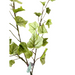 The 25 Yellow and Green Lemon Lime English Ivy Spray MTF24584 features light green, veined leaves on slender stems with a plain white backdrop, and is labeled Ivy Spray, MTF24584 at the bottom.